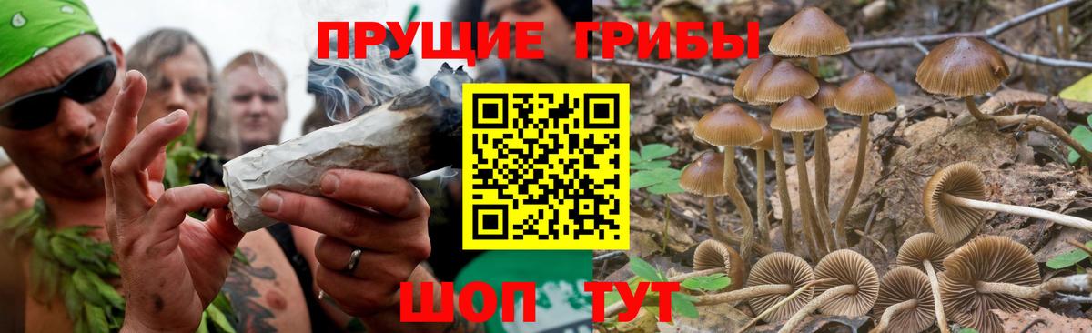 Псилоцибиновые грибы Psilocybe  Вход с VPN  Ачинск 